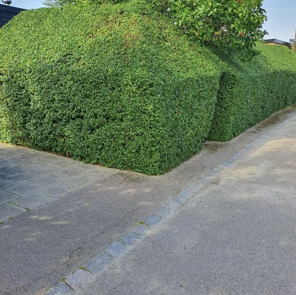 Professionell häckklippning 1