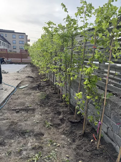 Välklippt häck i skånsk trädgård