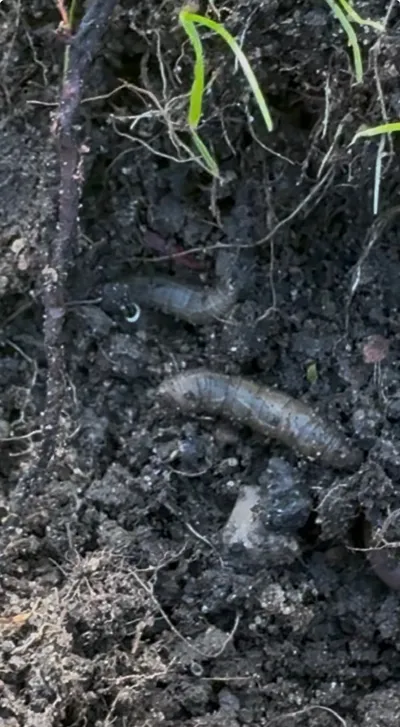 Harkrankar i gräsmatta