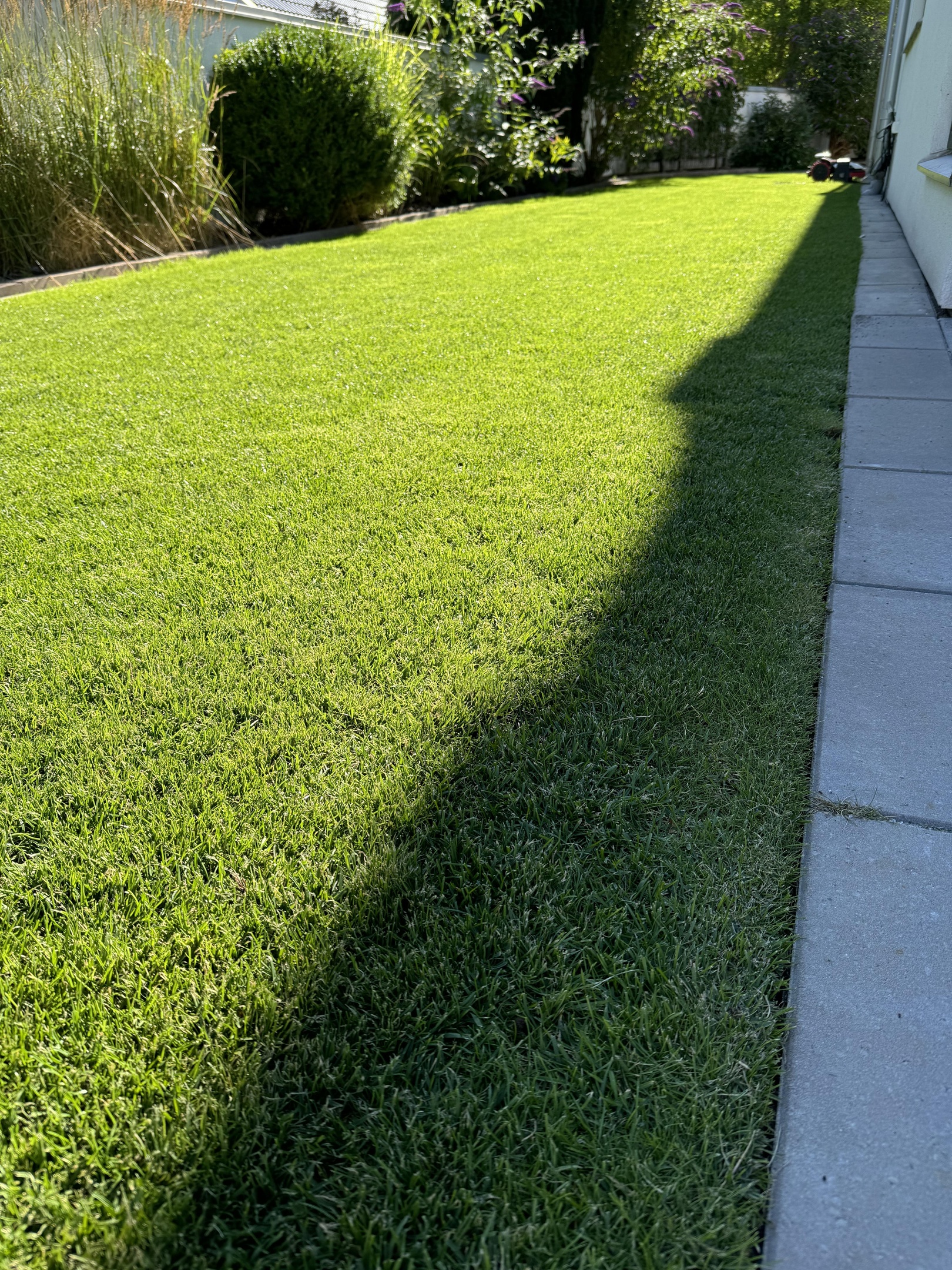 Stödså med kvalitetsfrö i Höllviken