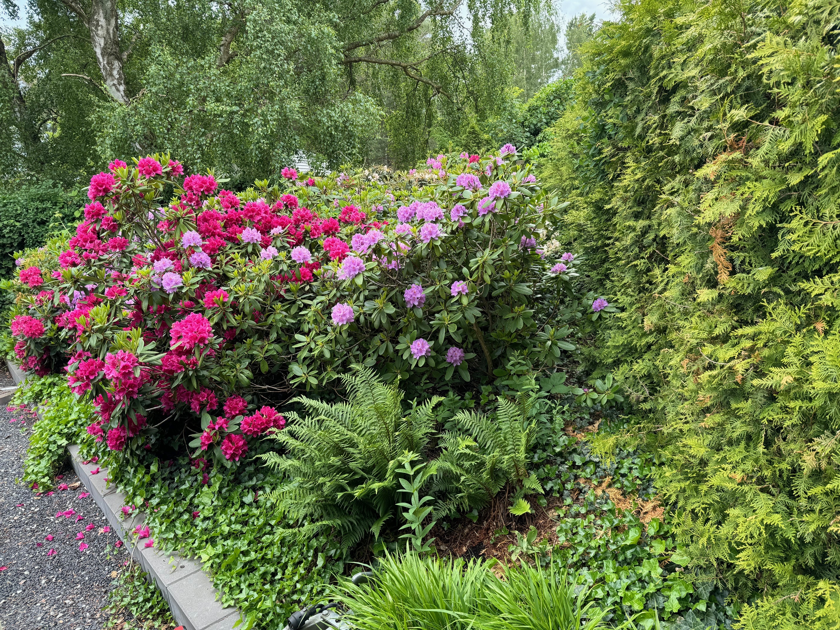 Skydd av växter vid taktvätt i Hjärup-Uteproffsen