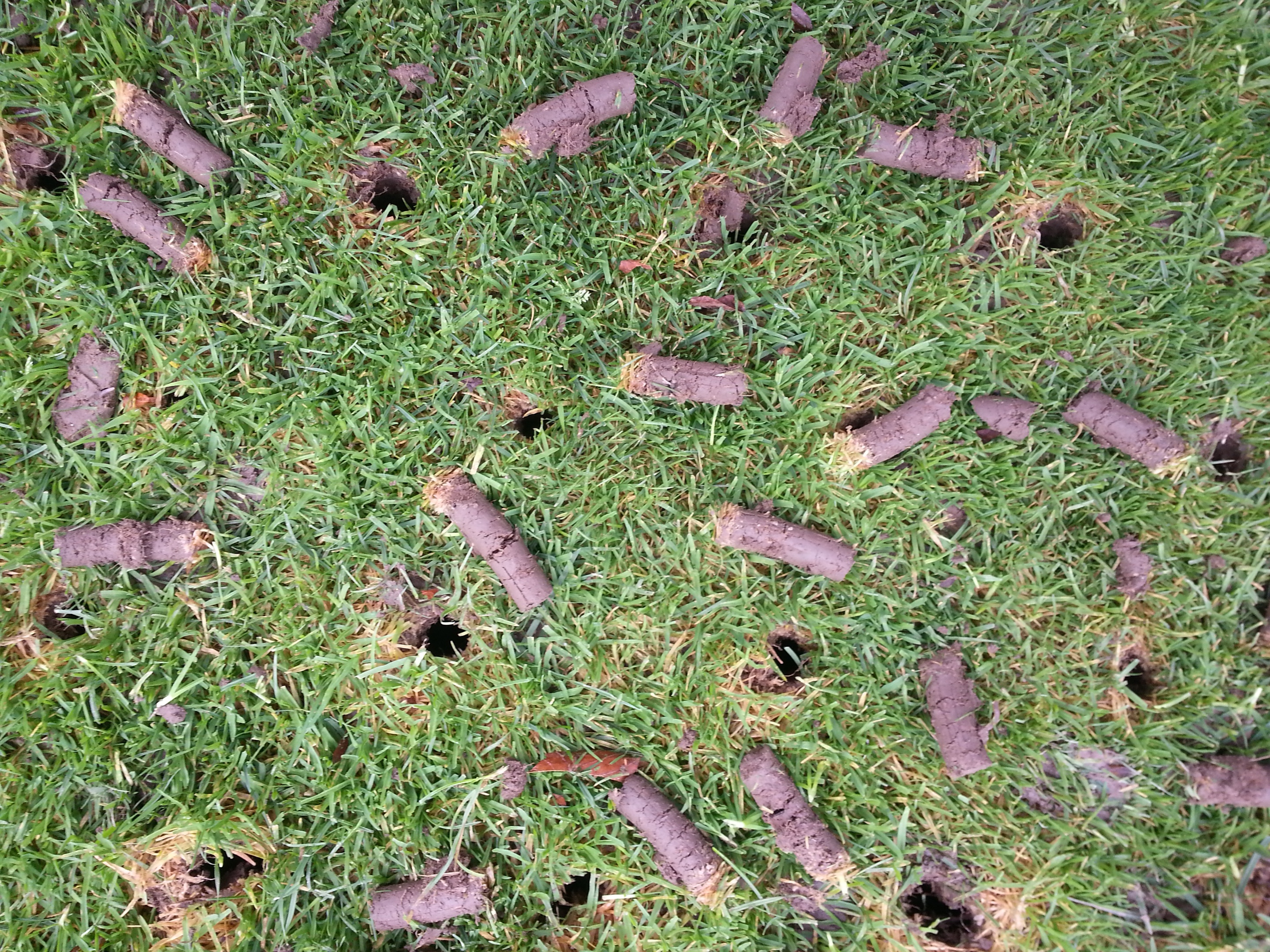 Uteproffsen utför gräsmatterenovering med hålpipsluftning i Lund